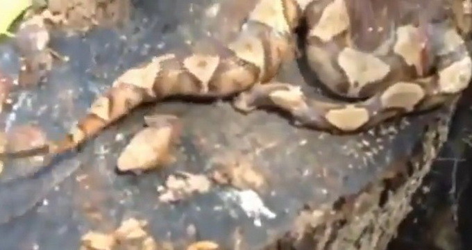 Imagini inspaimantatoare: „Sarpele era DECAPITAT, cum e posibil sa faca ASTA?” (VIDEO)
