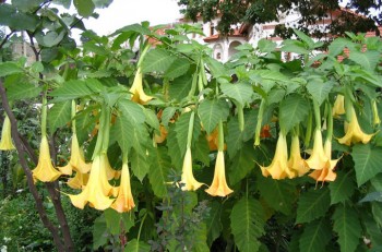trompeta ingerilor - Ziarul National
