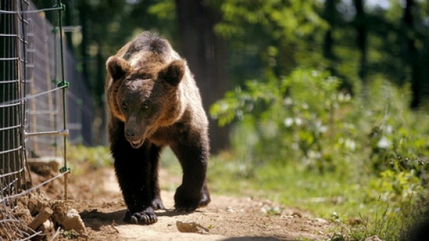 O femeie, langa URS: „Vin langa tine si tu n-o sa-mi faci nimic”! Reactia INCREDIBILA a animalului!