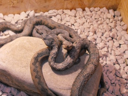 Ialomita: A preferat sa ramana fara brat decat sa le spuna medicilor ca a fost muscat de o vipera! Motivul este uluitor!