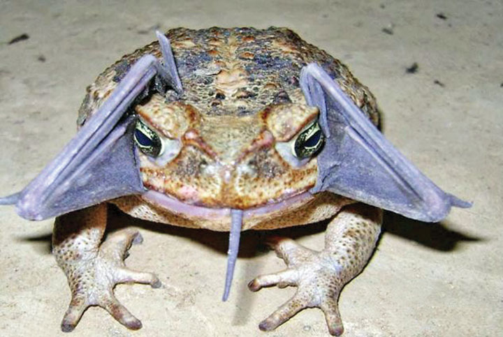 Broasca BATMAN!