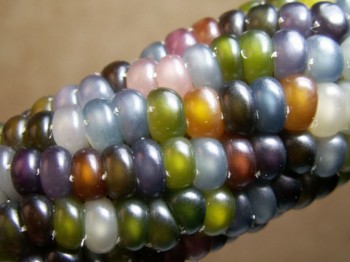 Glass-Gem-Corn-550x412 - Ziarul National