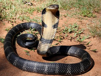 alex ceausu cobra - Ziarul National