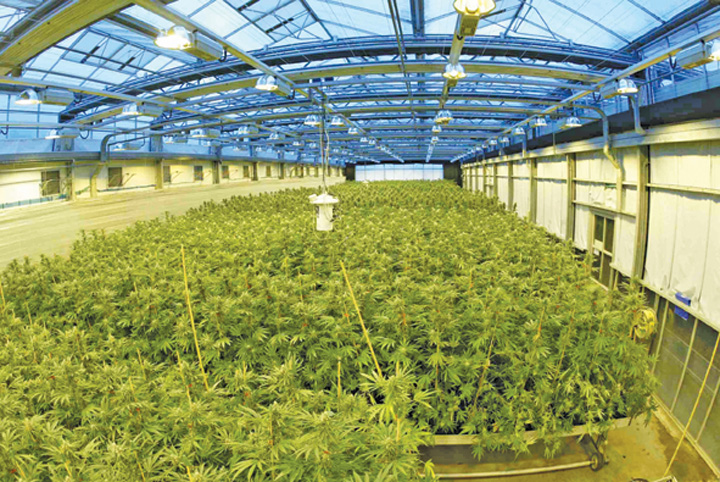Fond de 100 de milioane de dolari pentru afaceri cu marijuana