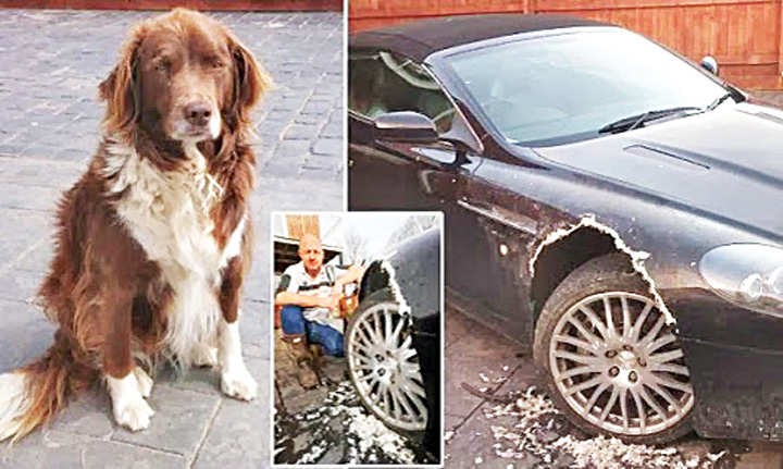 Cainii din Anglia mananca Aston Martin. Neispravitii nostri consuma rable!