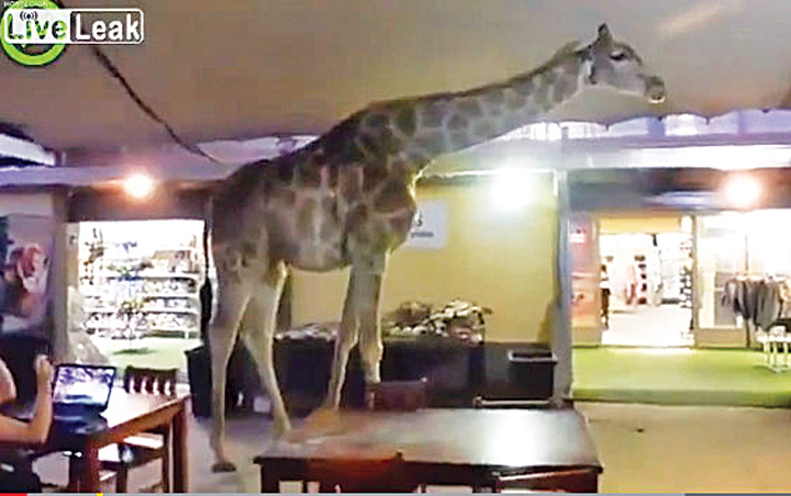 News Alert! O girafa de Belea s-a pierdut in Johannesburg
