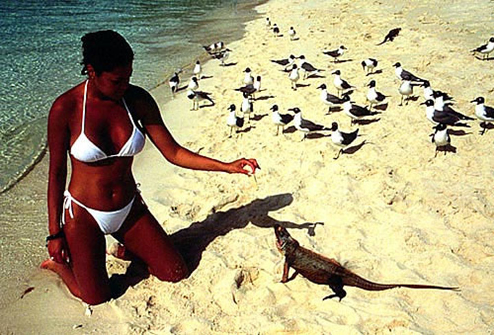 iguana bahamas - Ziarul National