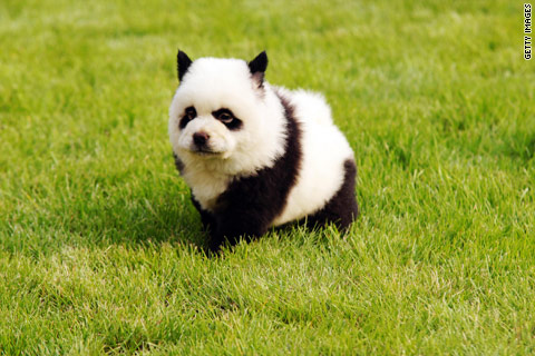 Catelusii – panda se gasesc in China!