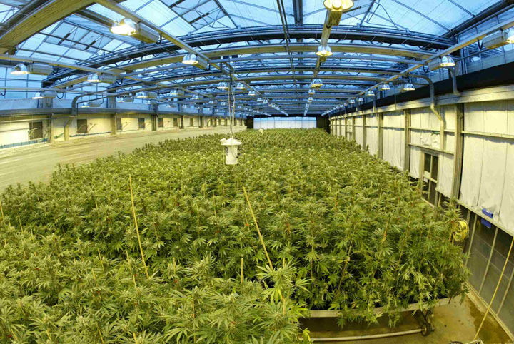 Bancherii din SUA au liber la finantarea afacerilor cu marijuana