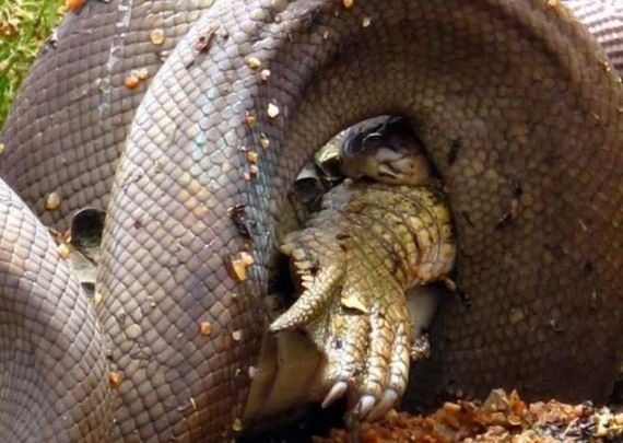 Imaginile care te vor bantui! Un crocodil, inghitit de un piton!
