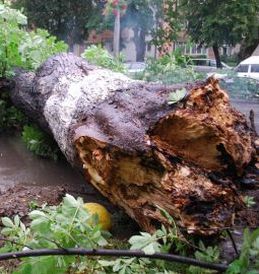 Avertizare de vant puternic pentru Bucuresti: au aparut primele probleme cauzate de vreme