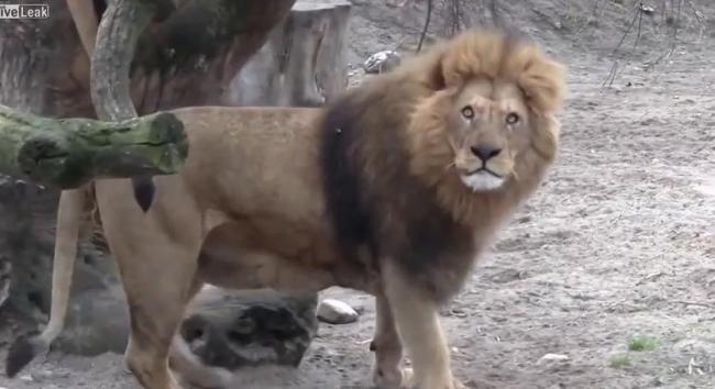 Scandal urias la o gradina zoologica din Danemarca: Patru lei, ucisi!