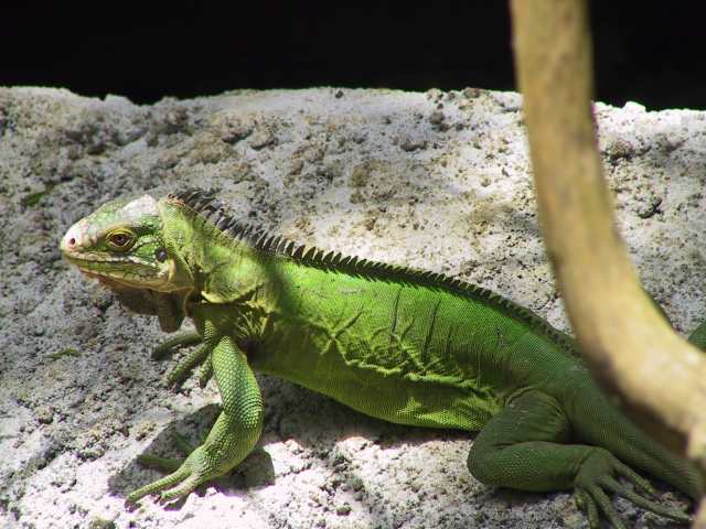 Doua romance, condamnate in Marea Britanie pentru trafic de iguane