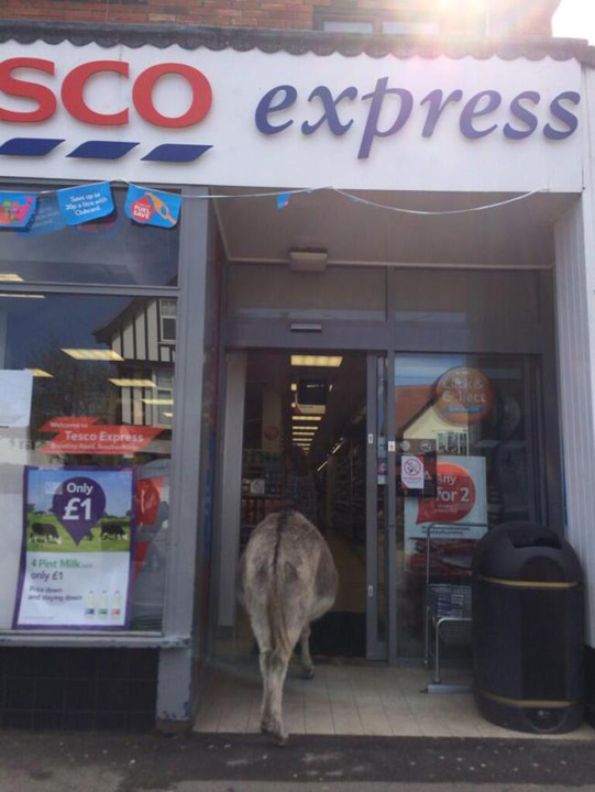 Un magar! A intrat in supermarket si n-a cumparat nimic