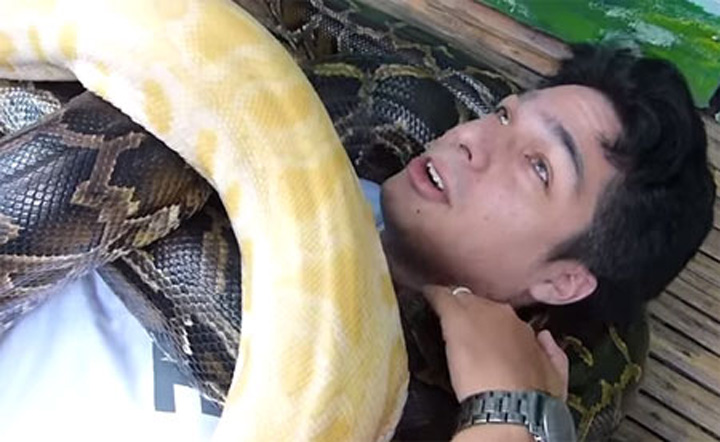 Masaj cu patru pitoni dragalasi la un zoo din Filipine. E gratis si nu dureaza mult!