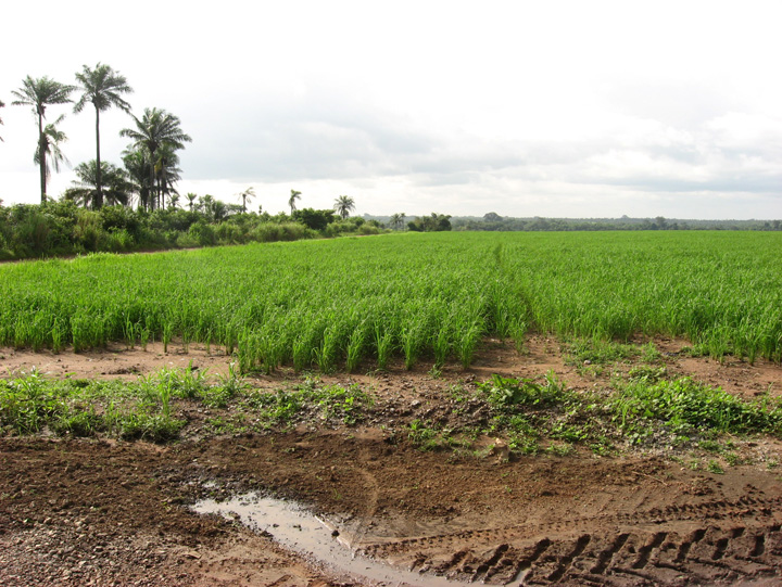 teren agricol Africa - Ziarul National
