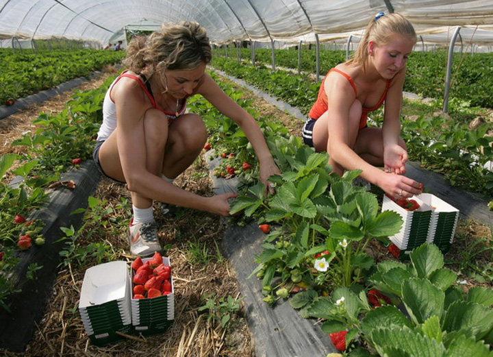 GERMANY-AGRICULTURE-HARVEST-STRAWBERRIES - Ziarul National