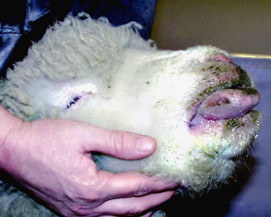 ANSVSA: 212 animale au pierit din cauza „Bolii limbii albastre”