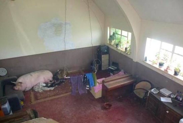 Un englez a vrut sa-si vanda casa cu tot cu porcul tolanit pe canapea. N-a functionat!