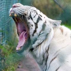 Tanar sfasiat de tigru, la gradina zoologica!