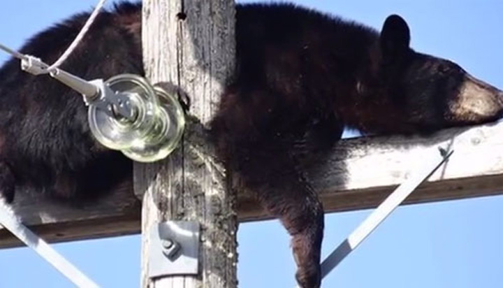 Urcat pe un stalp de electricitate, un urs a fost convins sa coboare printr-un viclesug clasic