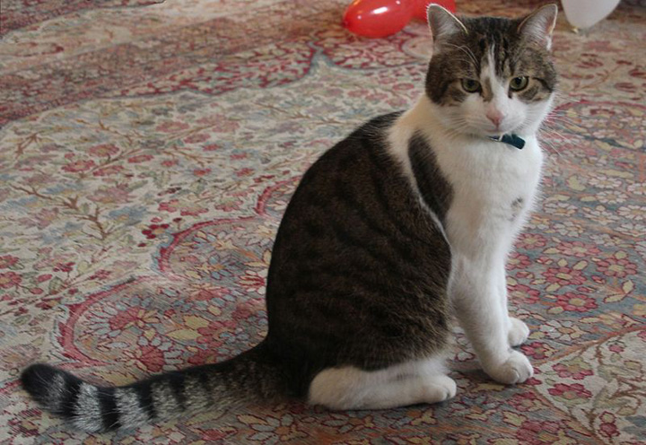 800px-Larry_the_cat_No10 - Ziarul National