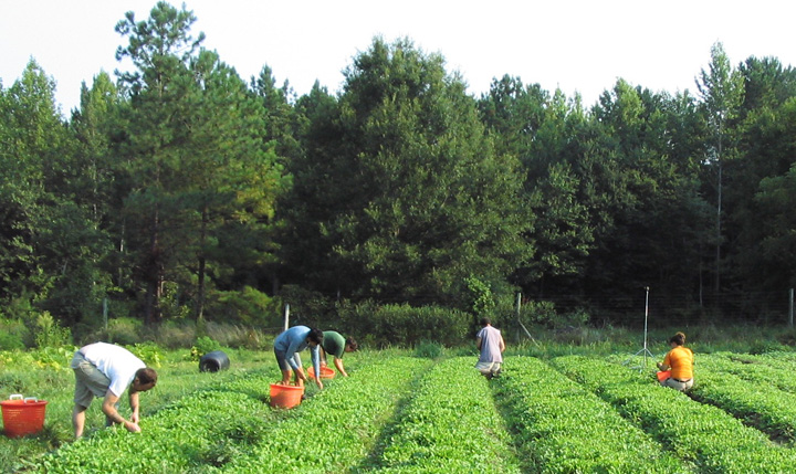Sprijin financiar pentru agricultura eco