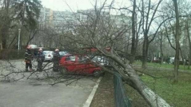 copac_cazut_peste_masina_isu_bucuresti_1_04802800 - Ziarul National