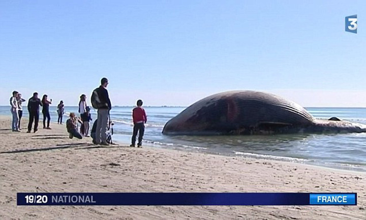 Pericol de explozie pe o plaja din Franta: corpul unei balene esuate se umfla de la o ora la alta!