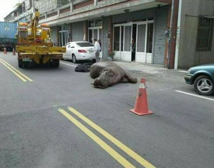 Accident pe o strada din Taiwan: un hipopotam s-a izbit de o masina parcata regulamentar