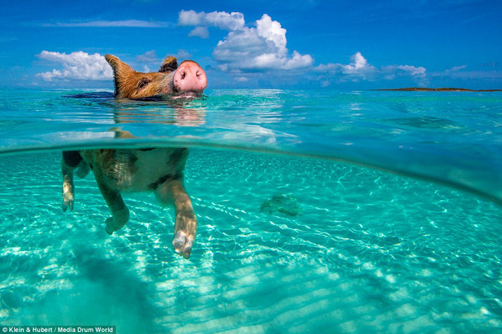 Din ciclul „cand o zbura porcul”, in Bahamas porcii inoata!
