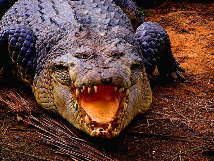 crocodile-marin-2001 - Ziarul National