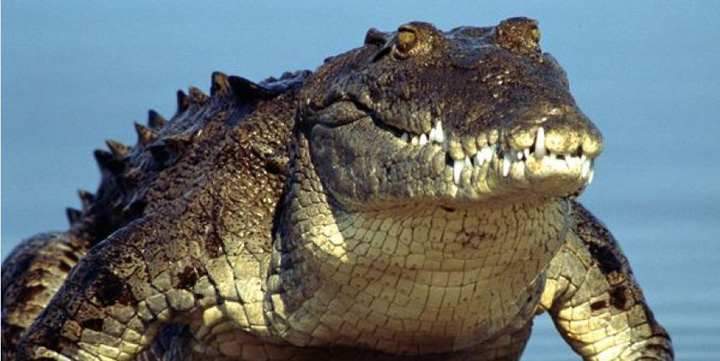 crocodil - Ziarul National