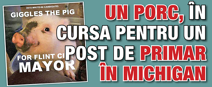 Un porc, in cursa pentru un post de primar in Michigan