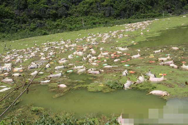 Pocaiti-va ca vine potopul! In cazul lor, a venit deja: 16.000 de porci, inecati la inundatii!