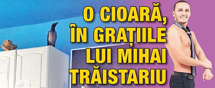 O cioara, in gratiile lui Mihai Traistariu