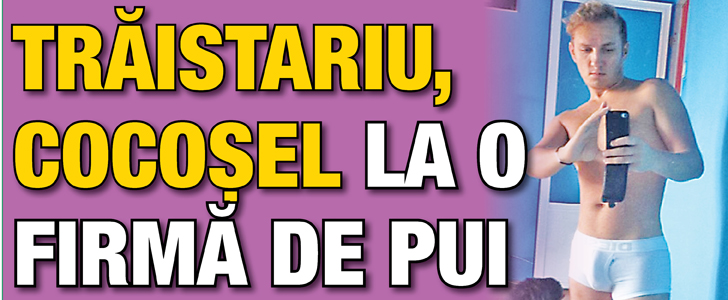 Traistariu, cocosel la o ferma de pui