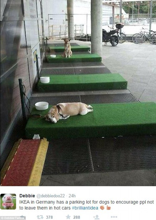Nou la IKEA: spatii de asteptare pentru animalele de companie!