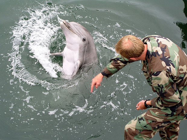 Hamas a capturat un delfin care spiona pentru Israel
