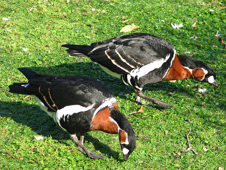 Pasare Branta_ruficollis - Ziarul National