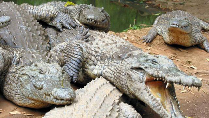 Indonezia va construi o inchisoare de maxima securitate pazita de crocodili