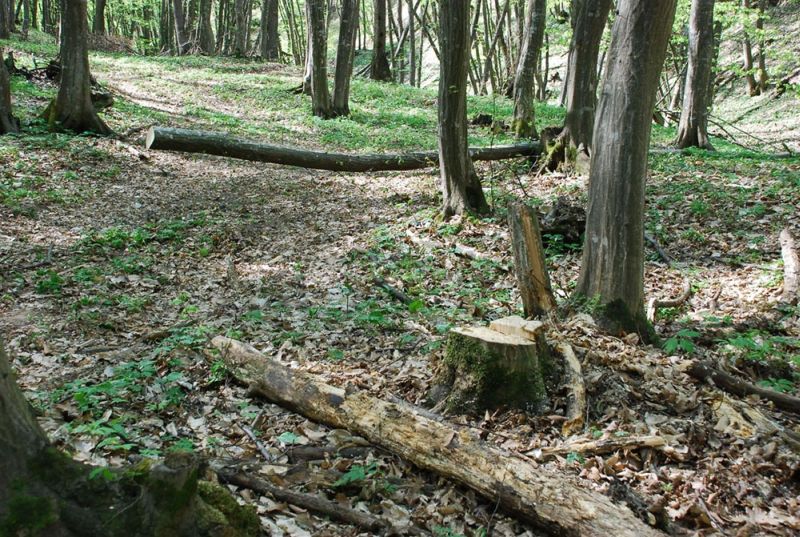 Zeci de perchezitii in Arges: suspiciuni de abuz in serviciu si tainuire, dar si furt de arbori
