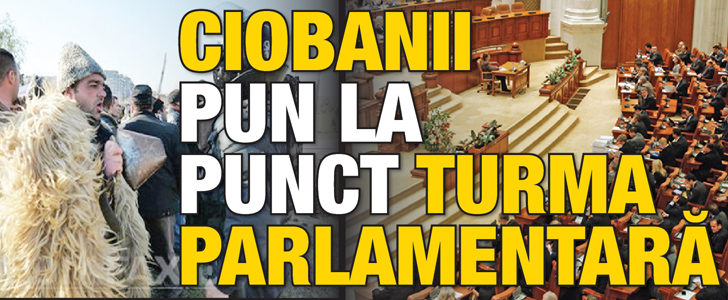 Ciobanii pun la punct turma parlamentara