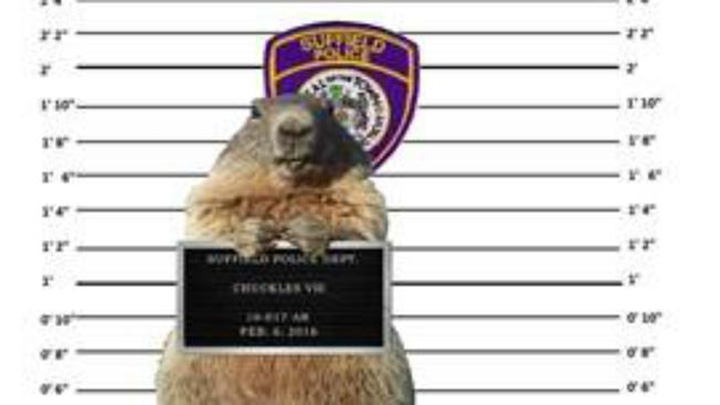 Marmota arestata in SUA pentru false previziuni meteo