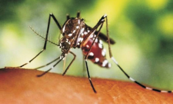 Virusul Zika: Reuniune de urgenta a OMS