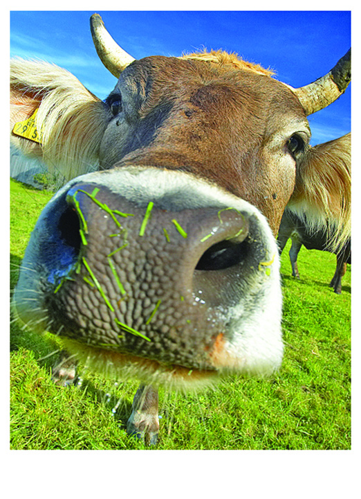 Vaca nebuna revine in Europa