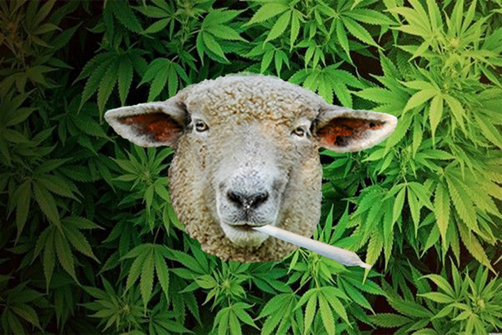 Sheep - Ziarul National