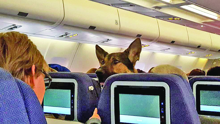 Ciobanesc german in avion: „Cuplati-va centura si reglati-va latratul!”