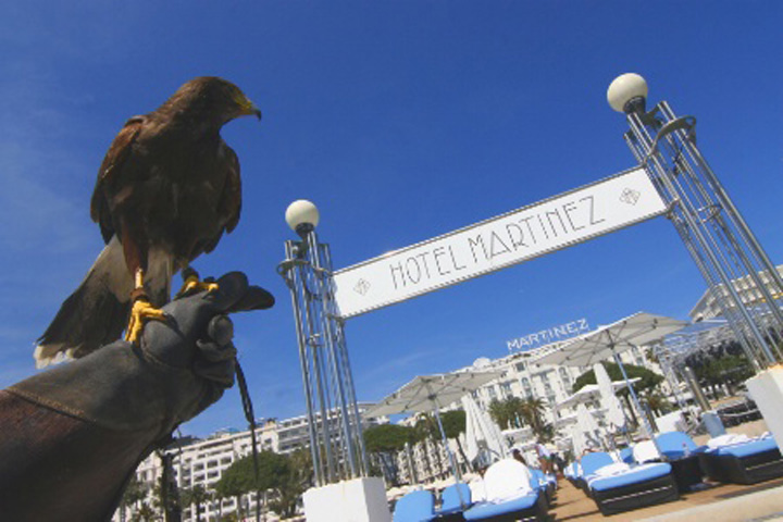 Un hotel de lux din Cannes alunga pescarusii cu ajutorul soimilor