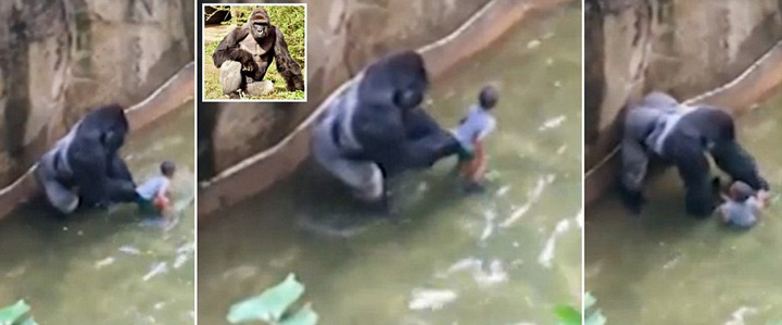 Asa a murit King Kong